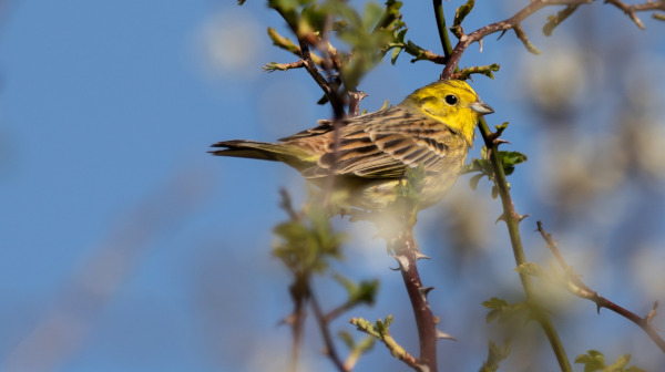 Bruant jaune (Emberiza citrinella), un passereau des haies / Pixabay